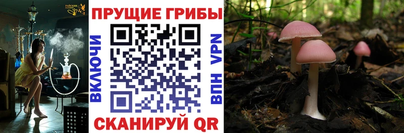 Купить закладки  Дорогобуж  Галлюциногенные грибы GOLDEN TEACHER 